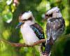 Kookaburra 1 Unze 1991