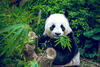 China Panda 1 Unze 2001
