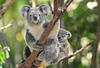  Koala 1 Unze 2015 