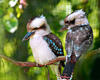 Kookaburra 10 Unzen 2021